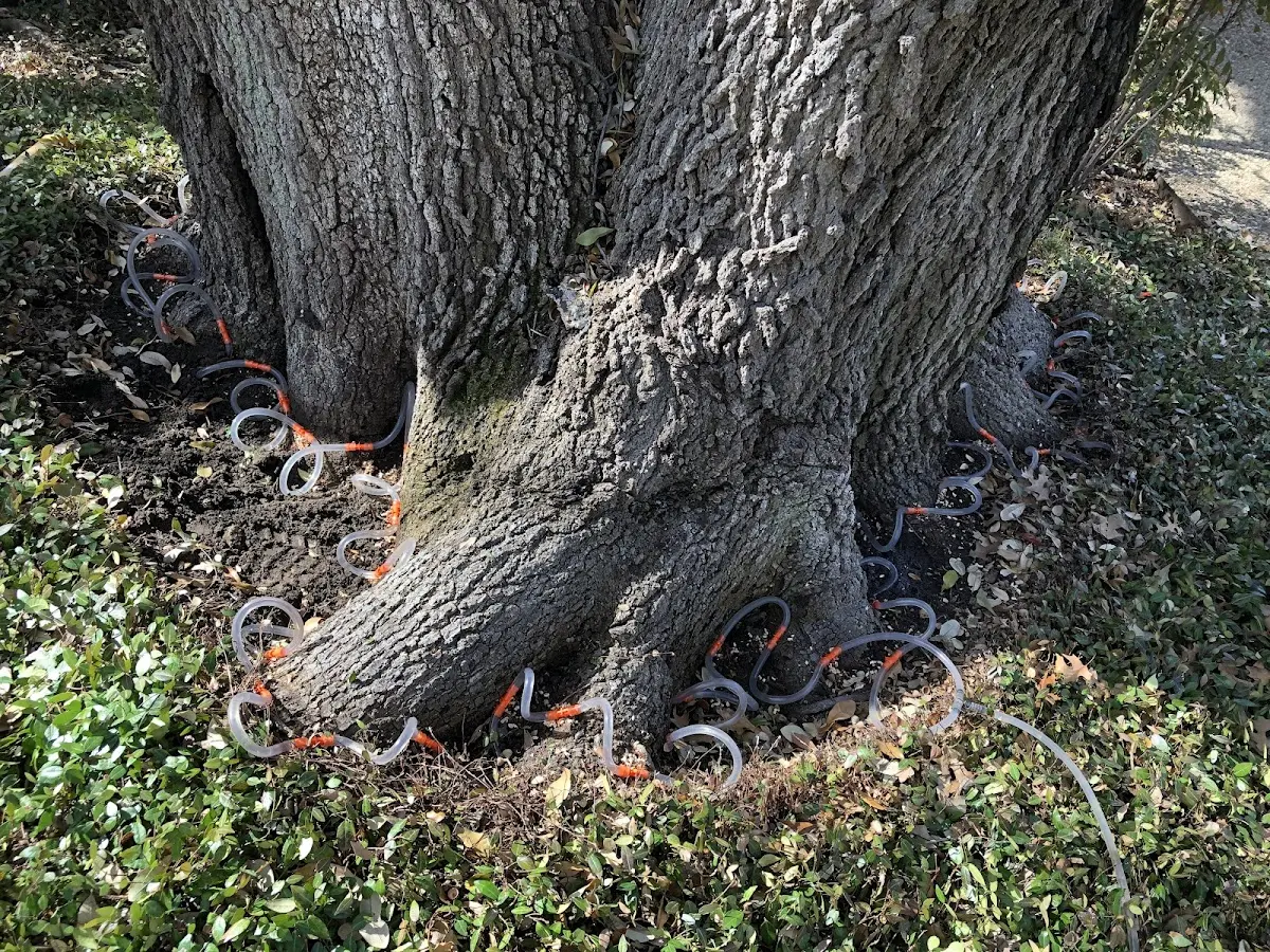 Detailed Tree Cabling and Bracing job site in Lake Odessa