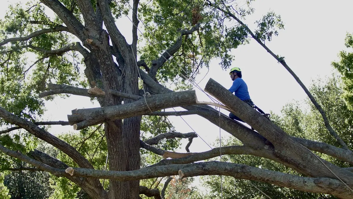 Professional Hazardous Tree Removal performed by certified arborists in Lake Odessa