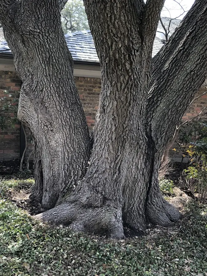 Mature heritage tree close to a Lake Odessa property cared for by certified arborists
